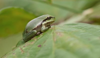 Europese Boomkikker (European Tree frog)
