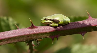 Europese Boomkikker (European Tree frog)