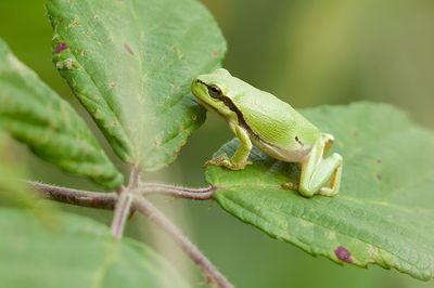 Europese Boomkikker (European Tree frog)
