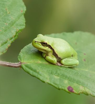 Europese Boomkikker (European Tree frog)
