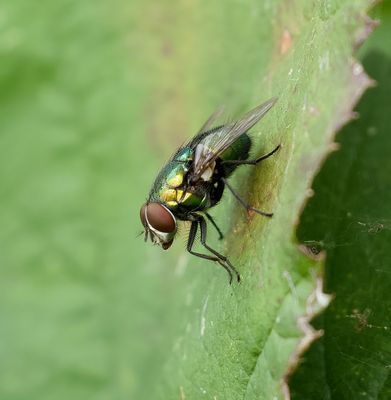 Groene Vleesvlieg (Lucilia sericata; syn.: Phaenicia sericata) - Common Green Bottle Fly