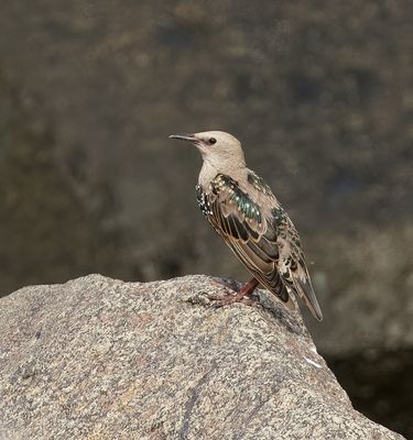 Spreeuw (Common Starling)