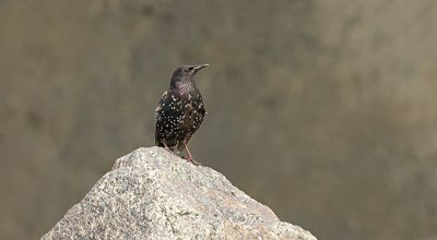 Spreeuw (Common Starling)