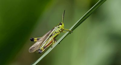 Moerassprinkhaan (Stethophyma grossum) - Large marsh grasshopper