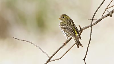 Europese Kanarie (European Serin)