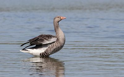 Grauwe Gans (Greylag Goose)