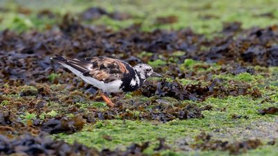 Steenloper (Ruddy Turnstone)