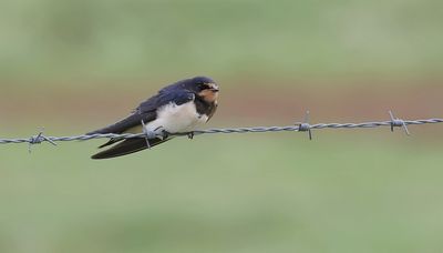 Boerenzwaluw (Barn Swallow)