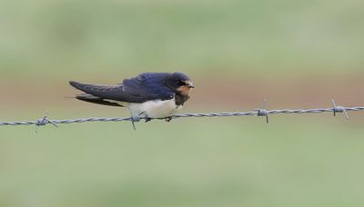 Boerenzwaluw (Barn Swallow)