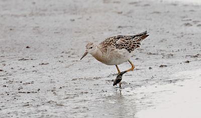 Kemphaan (Ruff)