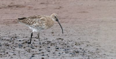 Wulp (Eurasian Curlew)