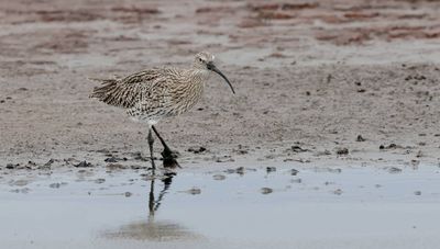 Wulp (Eurasian Curlew)