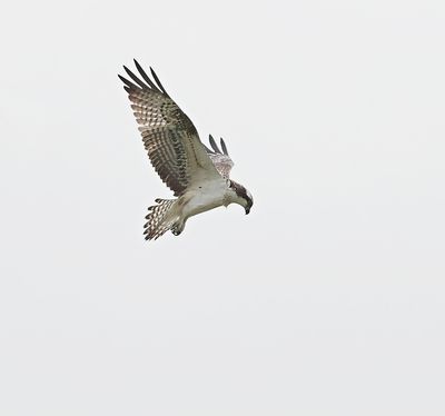 Visarend (Western Osprey)