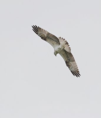 Visarend (Western Osprey)