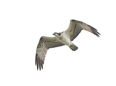 Visarend (Western Osprey)