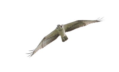 Visarend (Western Osprey)