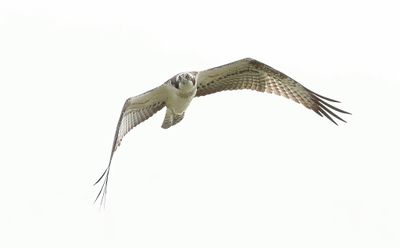 Visarend (Western Osprey)