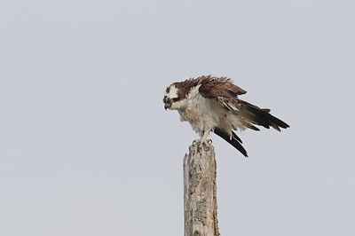 Visarend (Western Osprey)