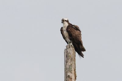 Visarend (Western Osprey)