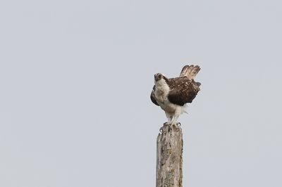 Visarend (Western Osprey)