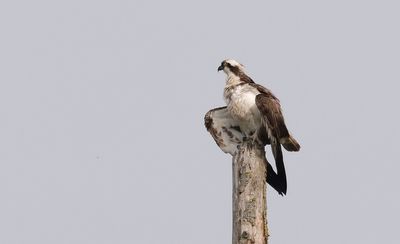Visarend (Western Osprey)