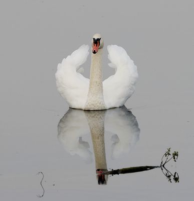 Knobbelzwaan (Mute Swan)