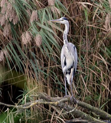 Blauwe Reiger (Grey Heron)