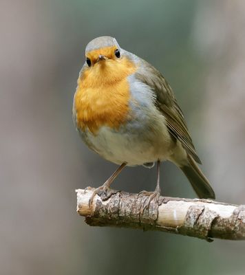 Roodborst (European Robin)