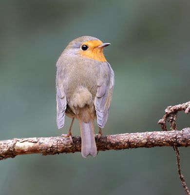 Roodborst (European Robin)