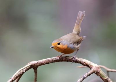 Roodborst (European Robin)