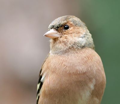 Vink (Common Chaffinch)