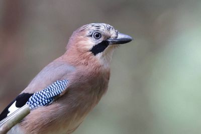 Gaai (Eurasian Jay)