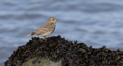 Oeverpieper (Eurasian Rock Pipit)