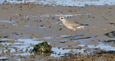 Zilverplevier (Grey Plover)