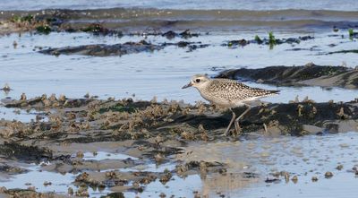 Zilverplevier (Grey Plover)