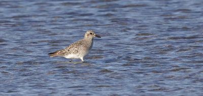 Zilverplevier (Grey Plover)