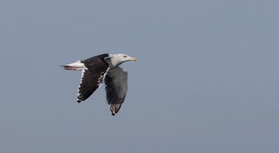 Grote Mantelmeeuw (Great Black-backed Gull)