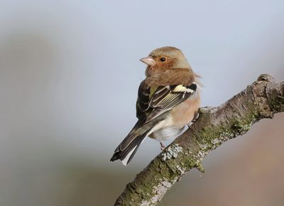 Vink (Common Chaffinch) 