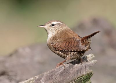 Winterkoning (Eurasian Wren)