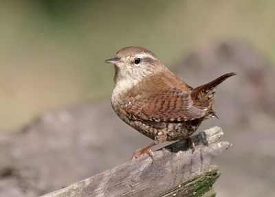 Winterkoning (Eurasian Wren)