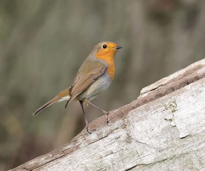 Roodborst (European Robin)