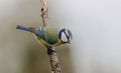 Pimpelmees (Blue Tit)