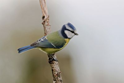 Pimpelmees (Blue Tit)