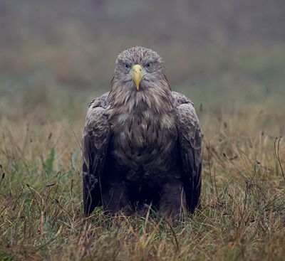 Zeearend (White-tailed Eagle)