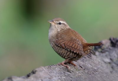 Winterkoning (Eurasian Wren)