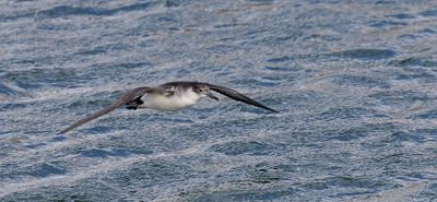 Noordse Pijlstormvogel (Manx Shearwater)