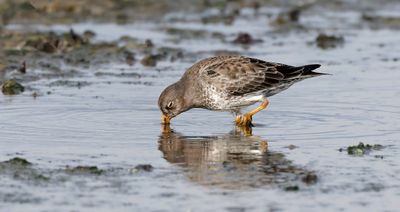 Paarse Strandloper (Purple Sandpiper)