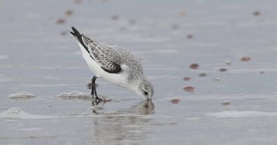 Drieteenstrandloper (Sanderling)