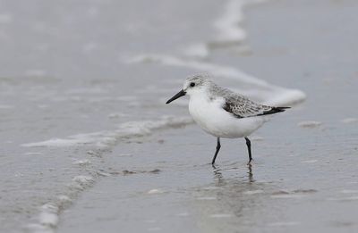 Drieteenstrandloper (Sanderling)