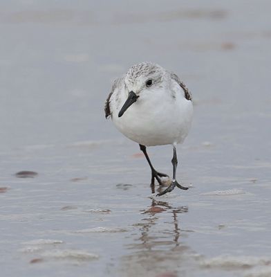 Drieteenstrandloper (Sanderling)